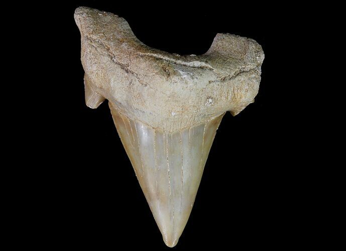 Otodus Shark Tooth Fossil - Eocene #67181